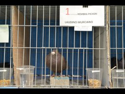 Concurso de Palomas 2012